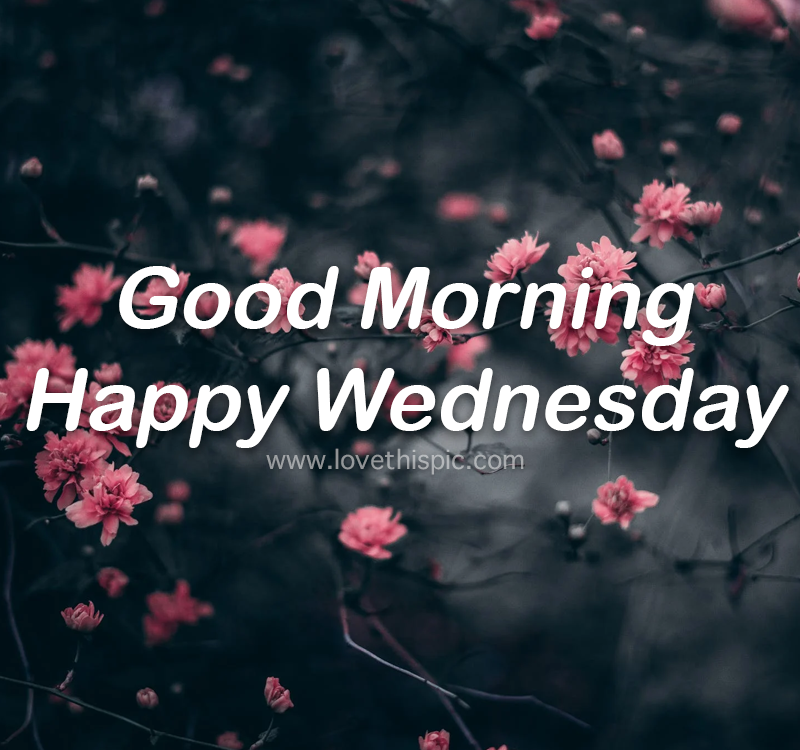 Blooming Pink Flowers: Good Morning, Happy Wednesday Pictures, Photos