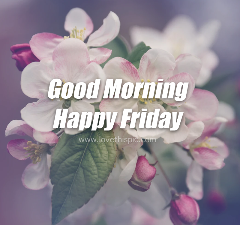 Petaled Flower Good Morning Happy Friday Image Pictures, Photos, and