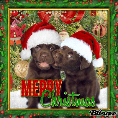 Puppy Merry Christmas Gif Pictures, Photos, and Images for Facebook