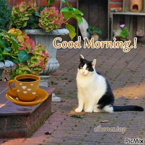 Cat And Coffee Good Morning Quote Pictures, Photos, and Images for