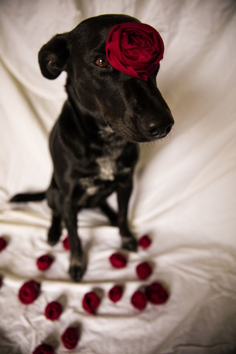 Black Dog With Rose Pictures, Photos, and Images for Facebook, Tumblr