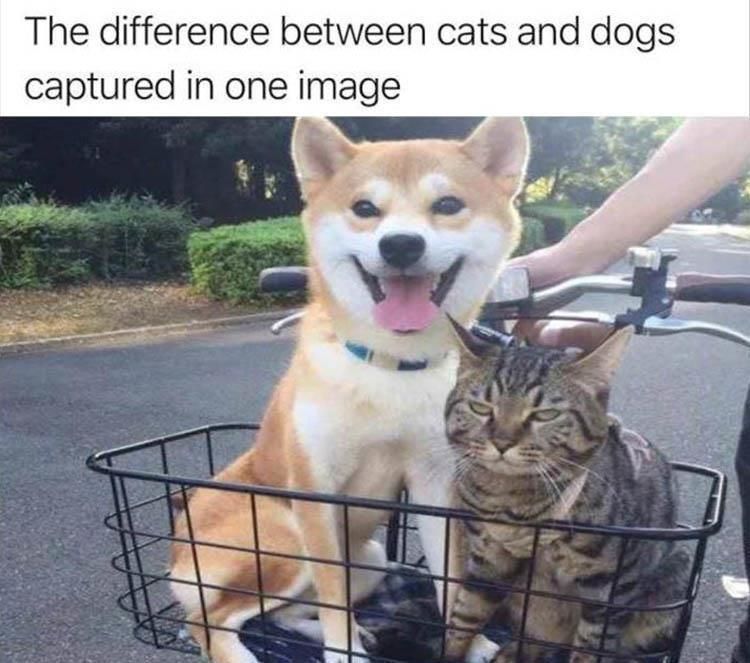 The Difference Between Cats And Dogs Captured In One Image Pictures