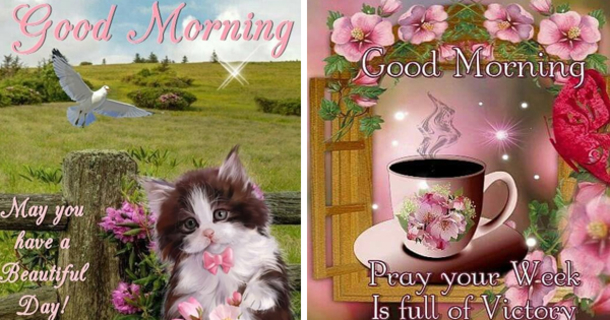 10 Beautifully Made Good Morning Quotes With Flowers