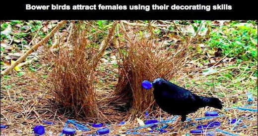 Bower Birds Are Awesome Pictures, Photos, and Images for Facebook