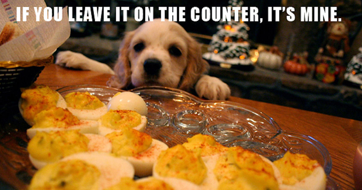 Top 10 Dog Laws Pictures, Photos, and Images for Facebook, Tumblr