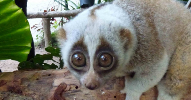 Here Are The Top 10 Cute Animals That Can Kill You!