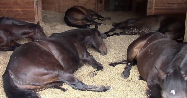 7 Horses Are Sleeping Peacefully Inside A Barn, Now Watch When The Film