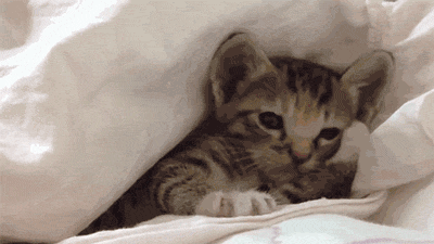 Sleepy Kitten Sleepy Kitten