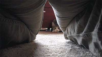 Curious Cat