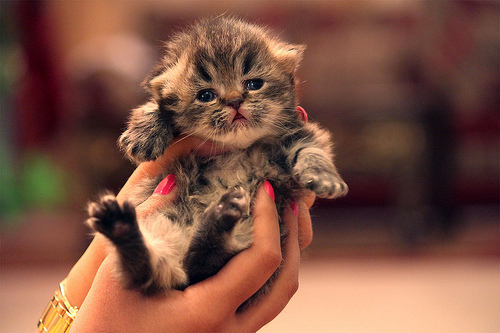 Little kitten Little kitten