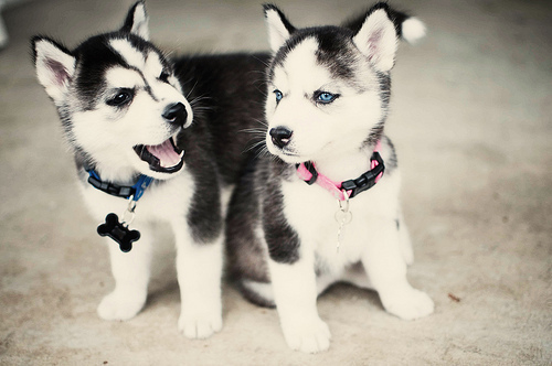 Puppy huskies Puppy huskies