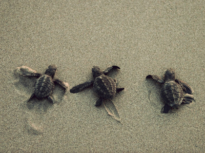 Turtles