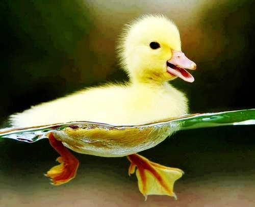 Swimming ducky Swimming ducky