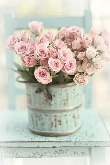Pink roses