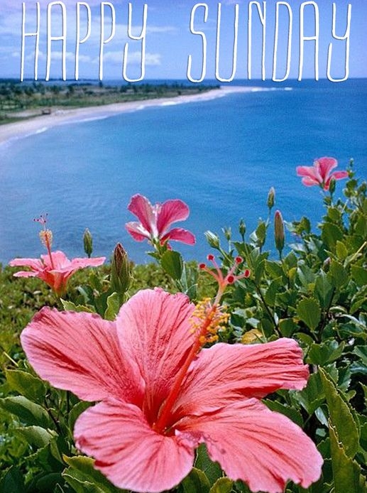 Happy Sunday Happy Sunday