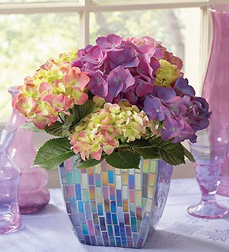 Pretty Hydrangeas