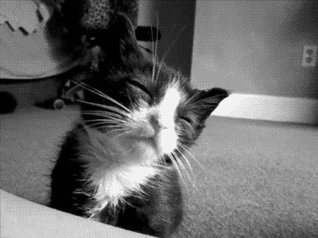 Sleepy Kitty