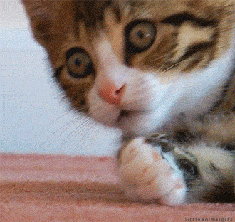 Kitty Secret