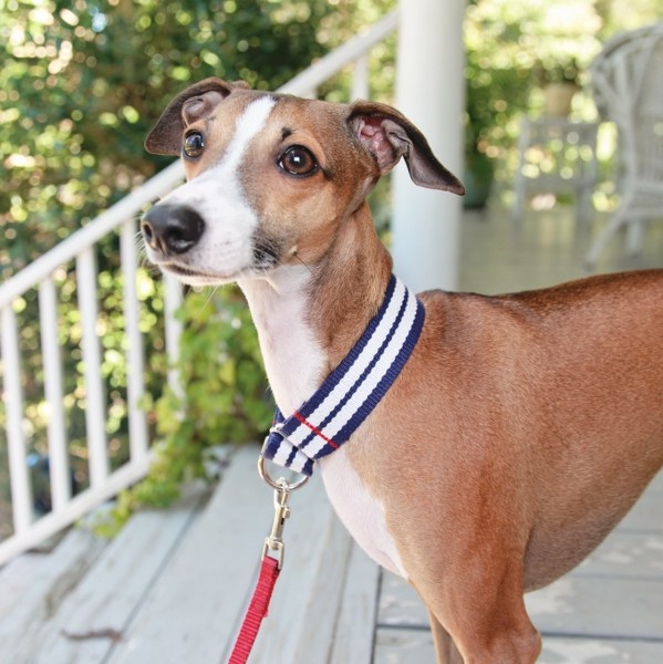 DIY Martingale Collar DIY Martingale Collar