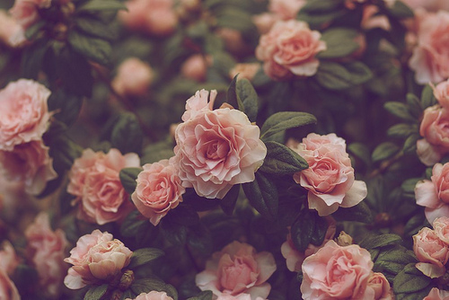 Rose garden