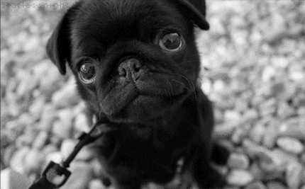 Cute Puppy Cute Puppy