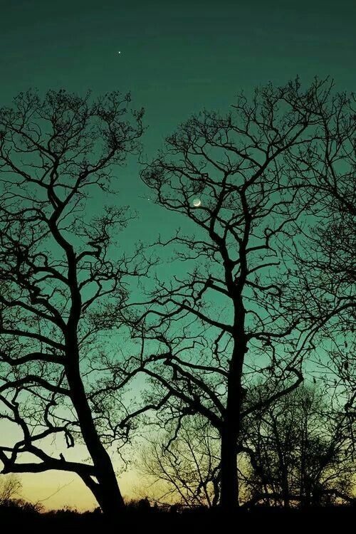 Beautiful tree