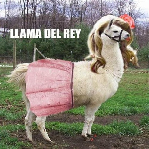 Llama del rey