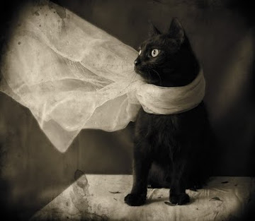 Cat scarf