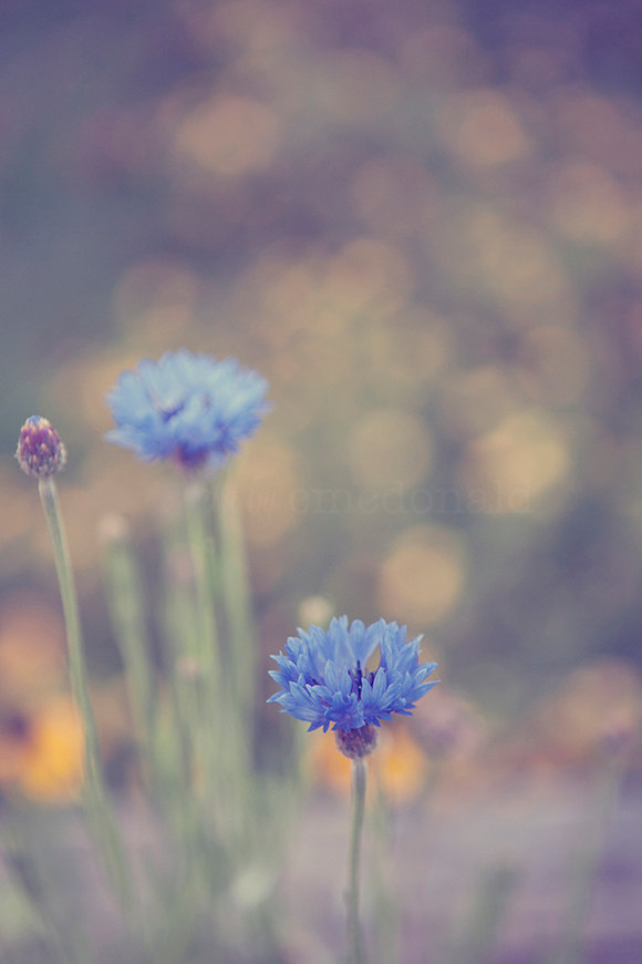 Blue cornflower