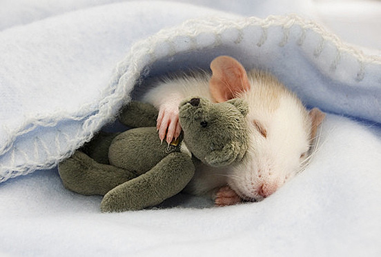 Night Night