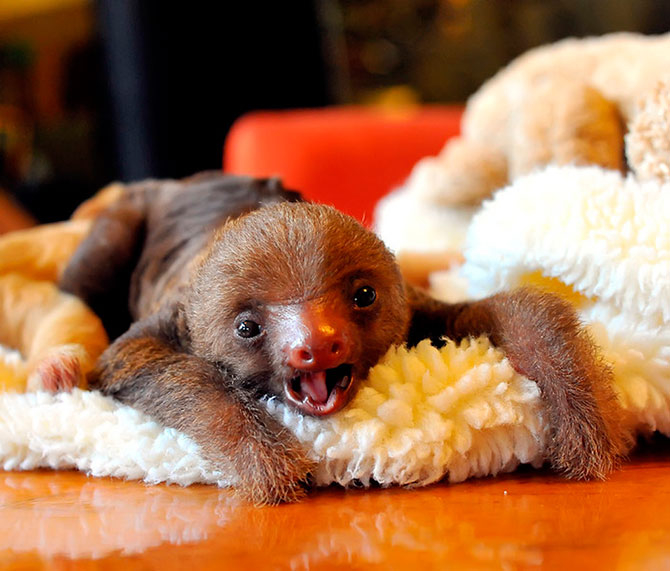 Baby Sloth