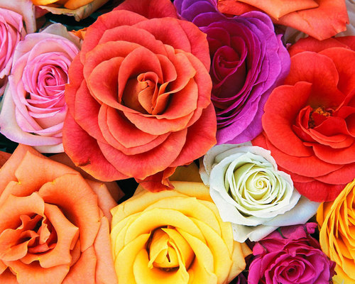 Colorful roses Colorful roses