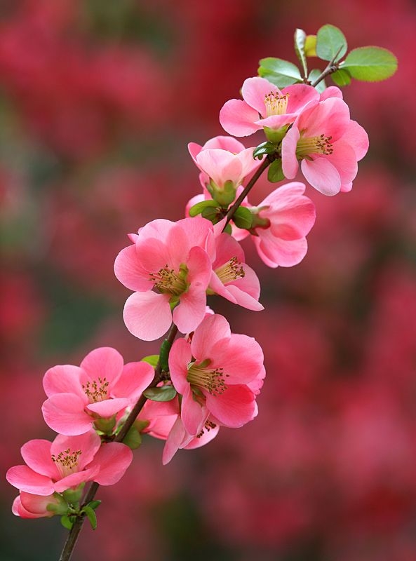 Spring... Spring...