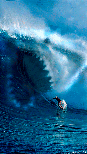 Shark Wave