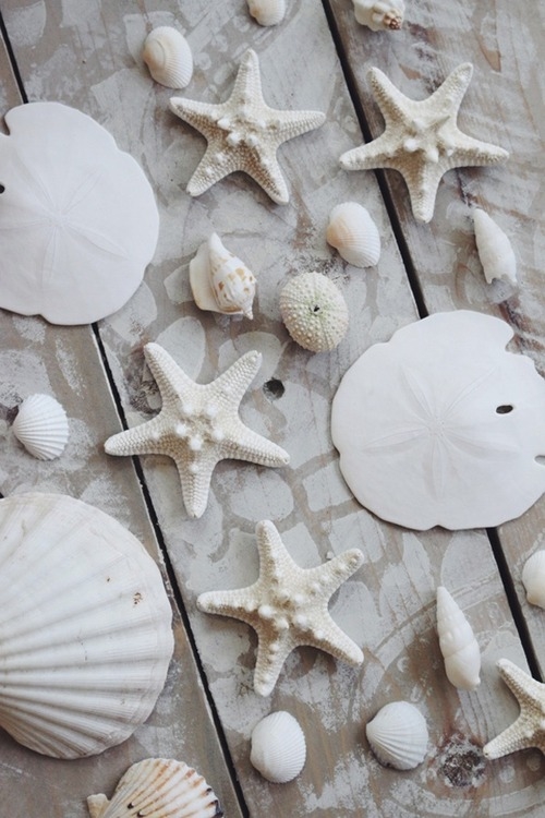 Seashells