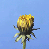 Blooming Sunflower