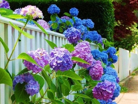 Colorful Garden Hydrangeas Colorful Garden Hydrangeas