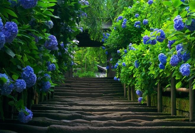 Hydrangeas Along Stairs