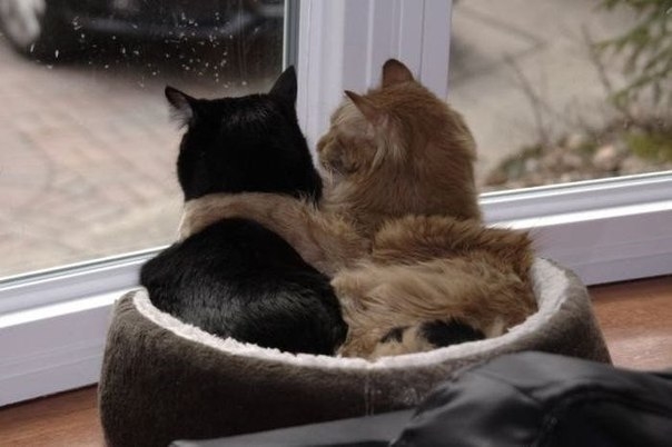 Kitten Friends Kitten Friends
