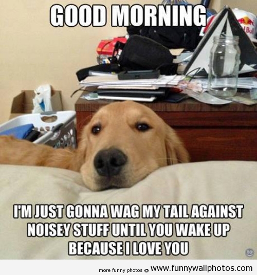 I just gonna wag my tail against noisey stuff because I love you I just gonna wag my tail against noisey stuff because I love you
