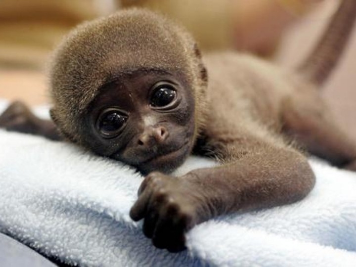 Sweet Baby Monkey Sweet Baby Monkey