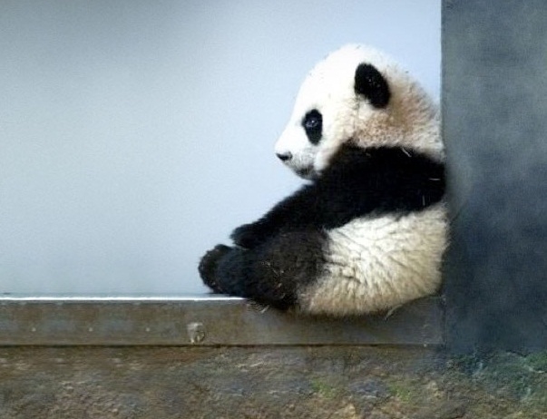 Panda Chillin'