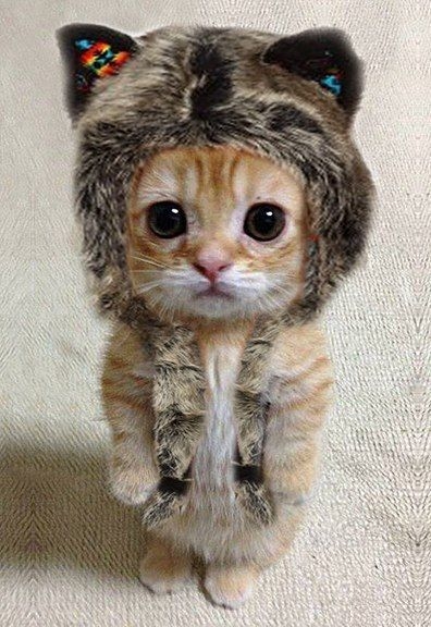 Kitten Standing