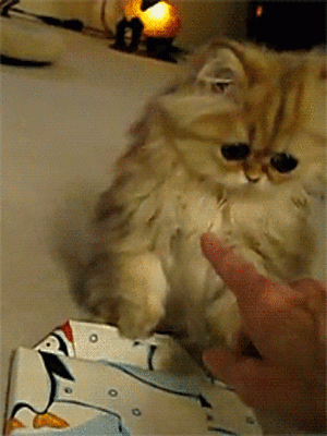 Kitty confused by poke