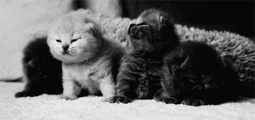 4 Sweet Baby Kittens