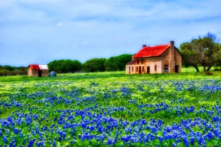 Bluebonnet Field