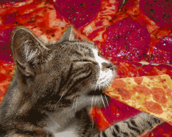 Trippy Cat Eating Pizza