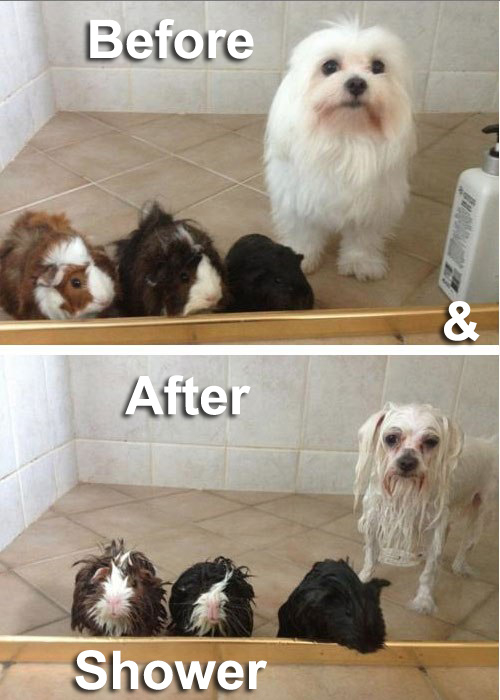 Pets Before and after a shower Pets Before and after a shower