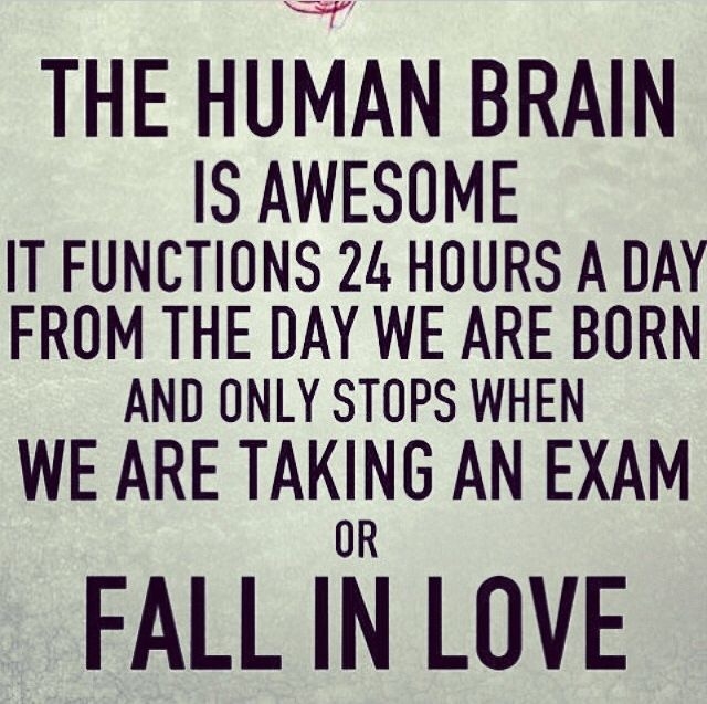 the Human Brain
