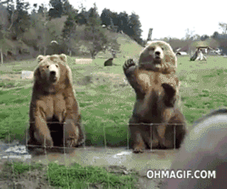 Waving Bears Waving Bears